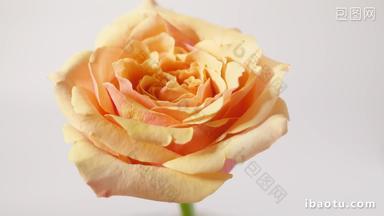 橙色黄色玫瑰花精华成分实拍